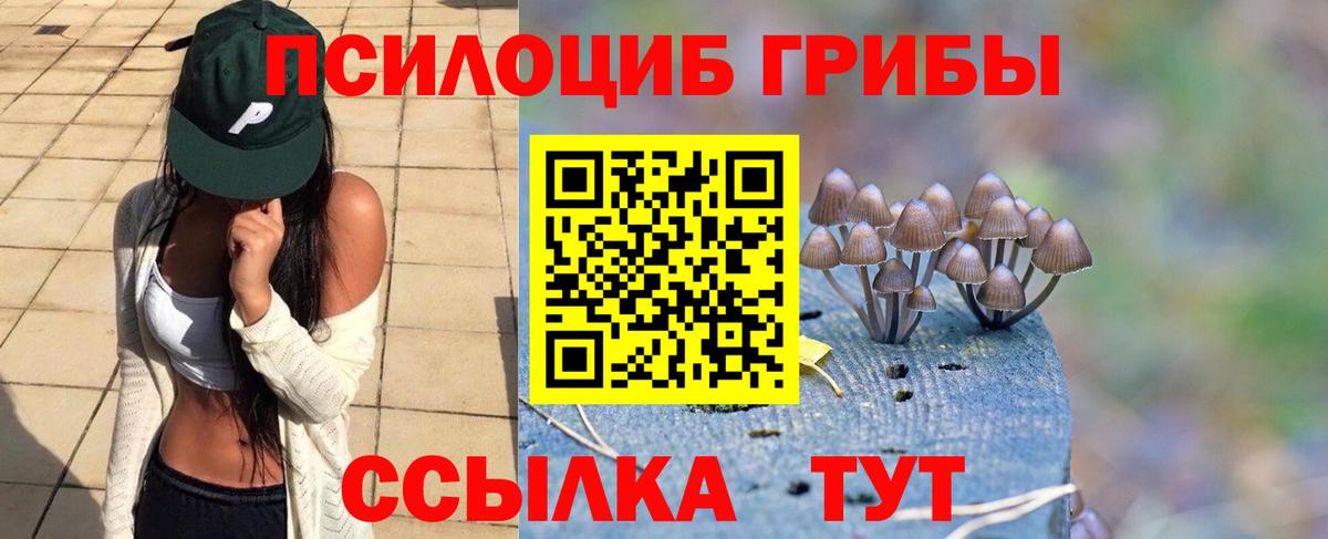 Советск  Галлюциногенные грибы Psilocybe  Вход с VPN 